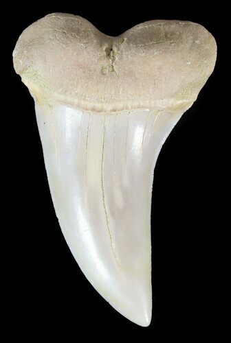 Mako Shark Tooth Fossil - Sharktooth Hill, CA #46786